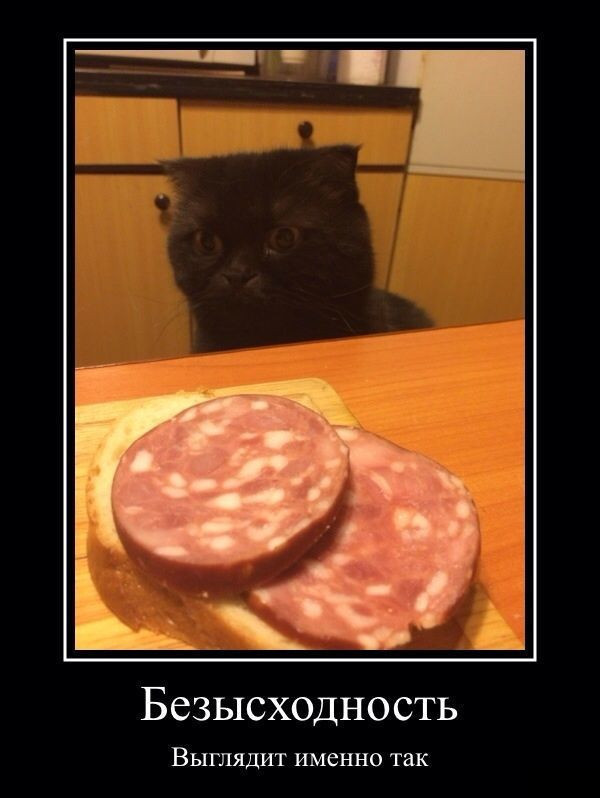 То самое чувство глазами котэ