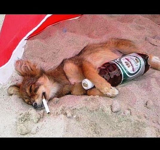 Утром выпил - весь день свободен