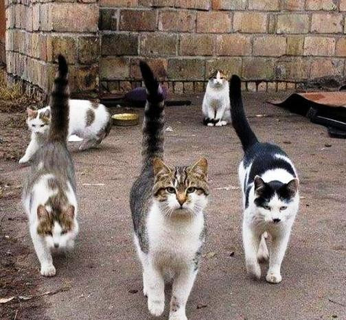 Уважайте права аборигенов