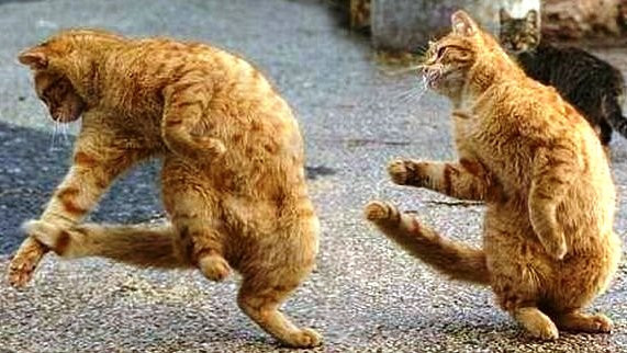 Когда мы в клубе все чиксы танцуют