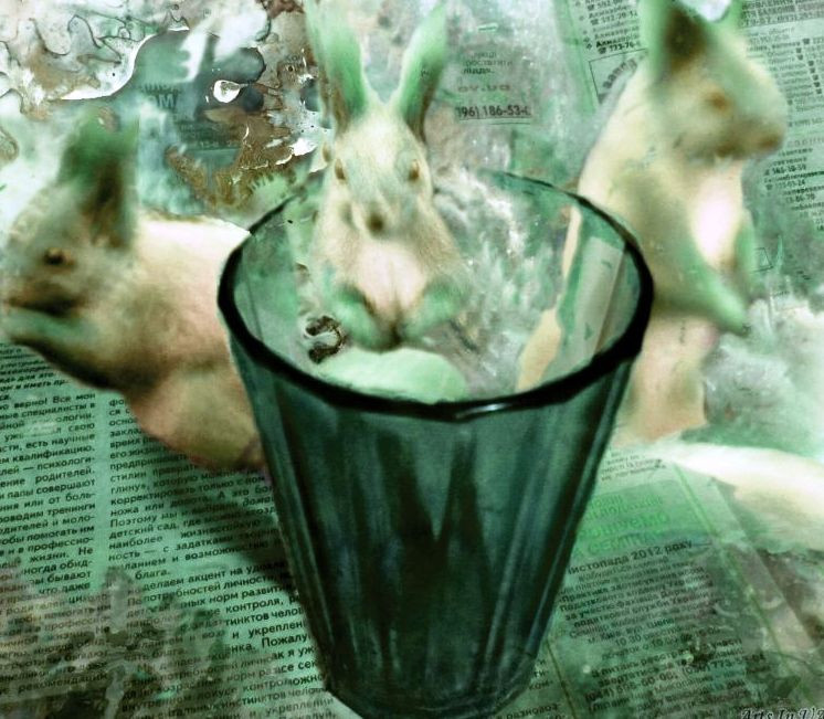 А здесь чего-то белки скачут