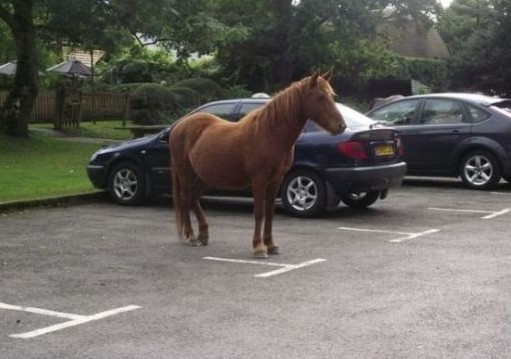 Я паркуюсь как мустанг 