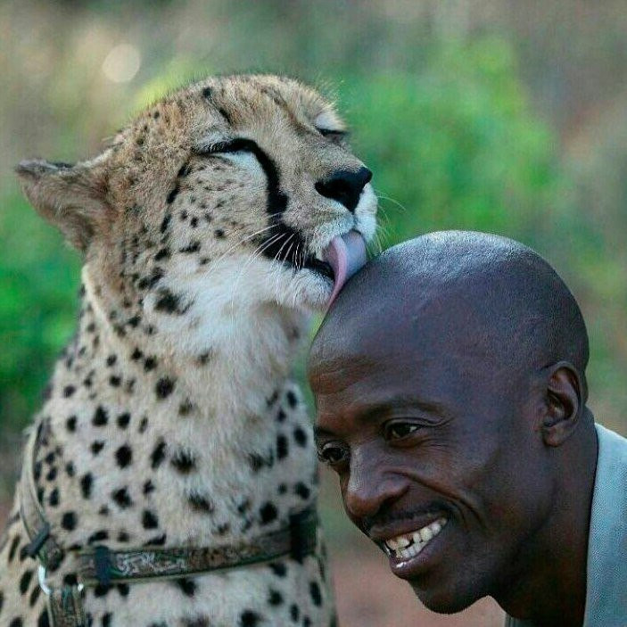 Пума помнит добро 