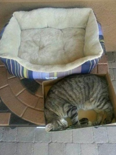 Кошачья логика 