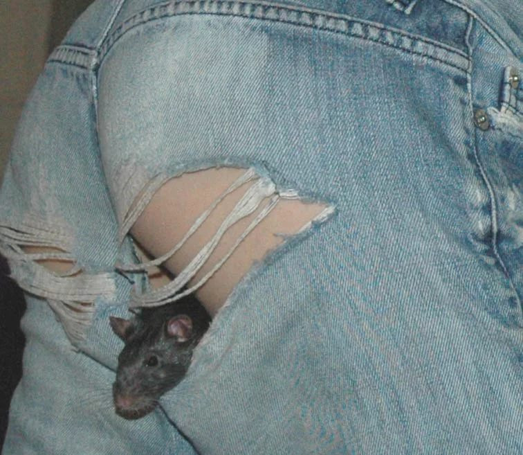 Ноги мыши. Мышь в штанах. Мышка в ширинке. Крыса в штанах.
