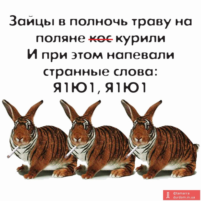 Смешное про зайцев. Шутка про зайца. Кролик смешные фразы. Афоризмы про кролика. Шутки про Зайцев.