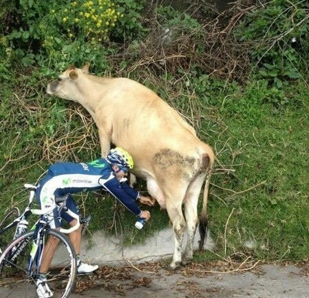 Дай-ка , бурёнка , жажду утолить ....