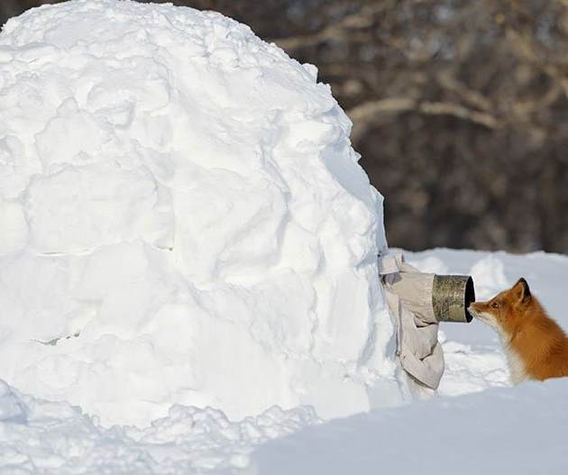 Кто там в снежном теремке ?!