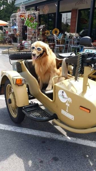 Пёс-пулемётчик 