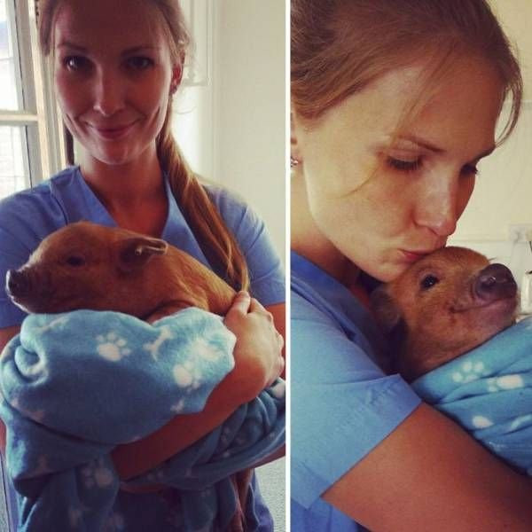 Ути-пути, моя маленькая свиночка !