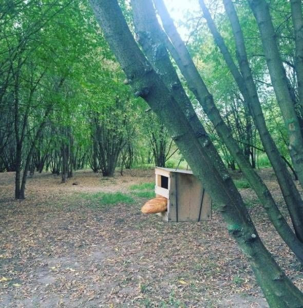 Кормушка для всех