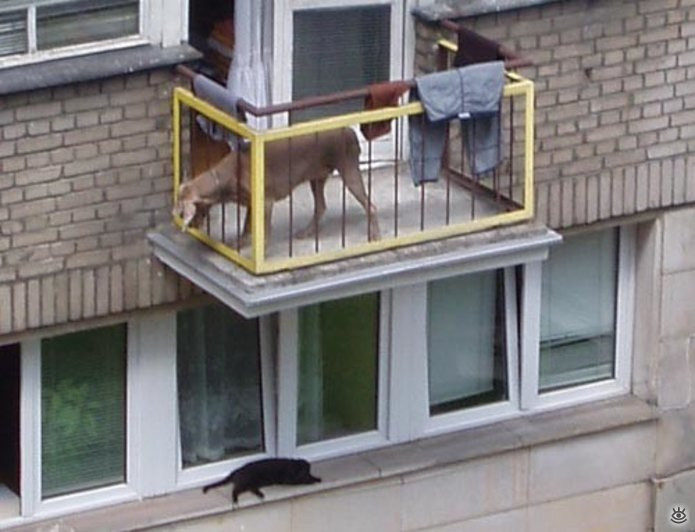 Бывшая живет в соседнем доме. Балконы с окошком для животных. Балкон для собаки. Балкон с окном для животных. Кошачий балкон.