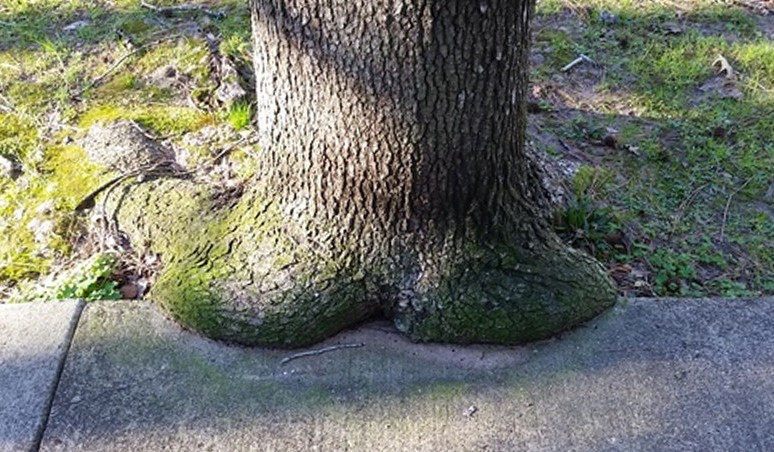 Дерево присело отдохнуть 