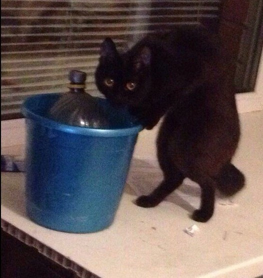 Кот наркоман - горе в семье 