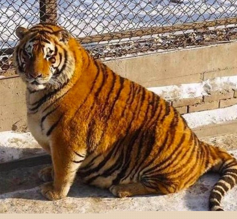 Когда жена называет тебя своим тигром 