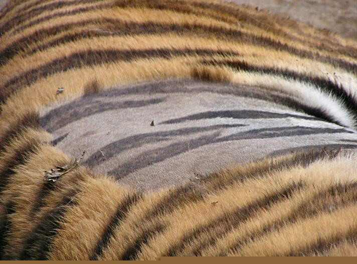 Даже , если тигра побрить , он останется полосатым ...