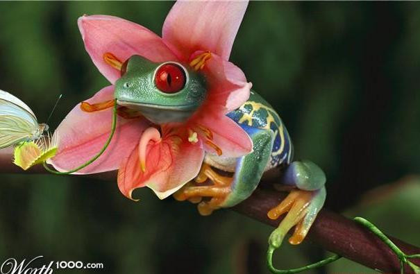 Цветы , цветы , цветы !