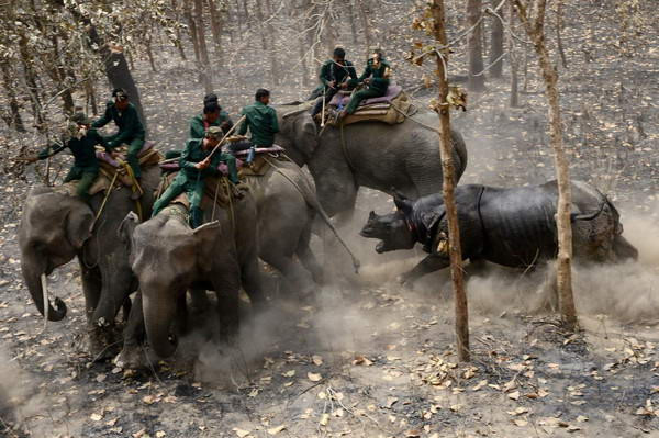 Носорог атакует колонну  слонов 