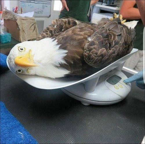 Процедура взвешивания 