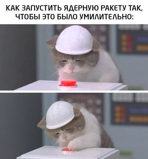 Кот Ким Чен Ына