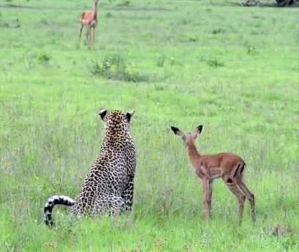  "- Слушай, а чего у тебя там мама кричит?"
