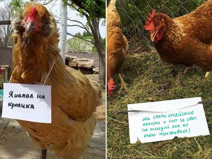 Смешные картинки куриц с надписями