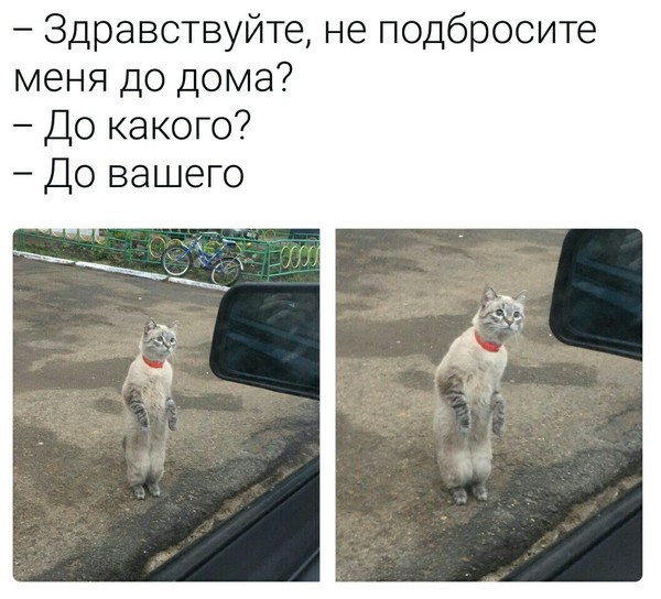 Котейка ищет дом 