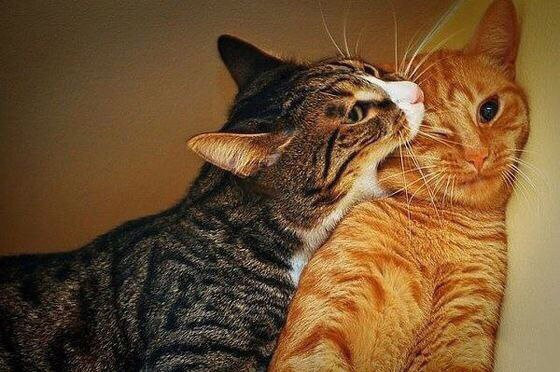 Ещё один пожиратель щёчек: