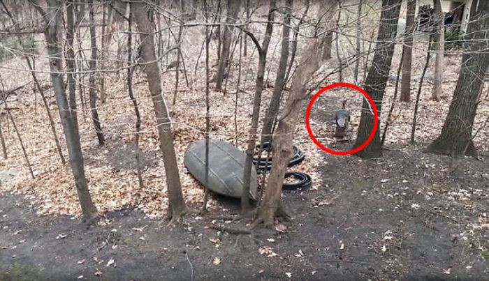 Приложив усилия, птицу вернули обратно в лес.