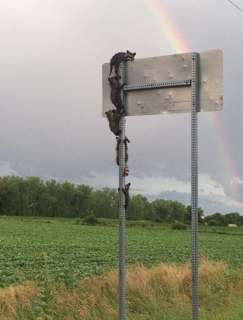 И зачем они куда-то лезут ...