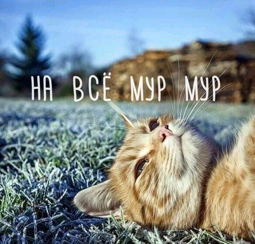 Настроение ))