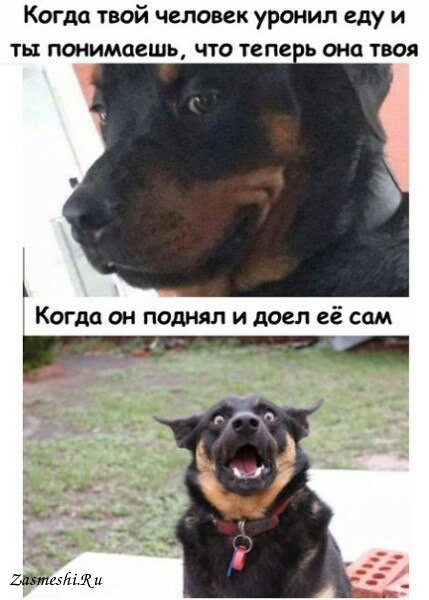 У всякой дурости должен быть какой-то предел!