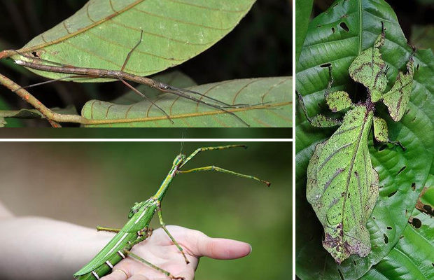 Длина самого длинного палочника составляет 62,4 см 