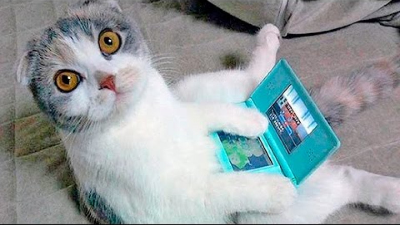 Приколы с котами и кошками | Приколы с животными 2017