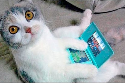 Приколы с котами и кошками | Приколы с животными 2017