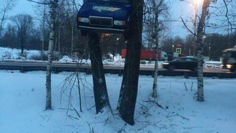 Автомобили на деревьях