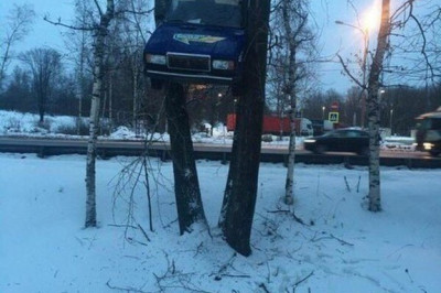 Автомобили на деревьях