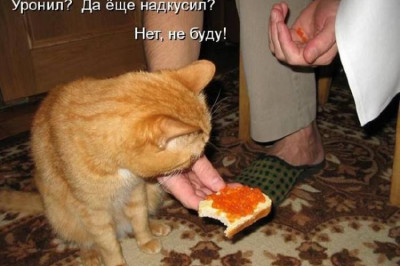 Гордость и слабость кошачьего рода