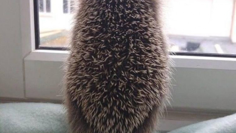 Колючки еще ничего не означают