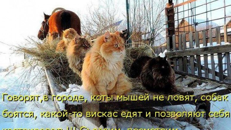 Мнение зверушек следует уважать