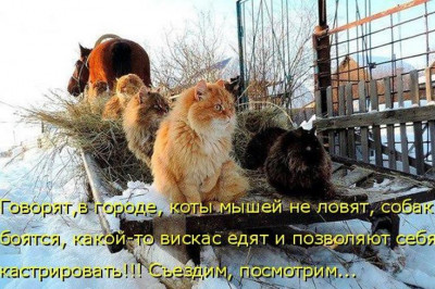 Мнение зверушек следует уважать