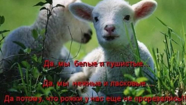 Не обижайте зверушек, да не обиженными будете