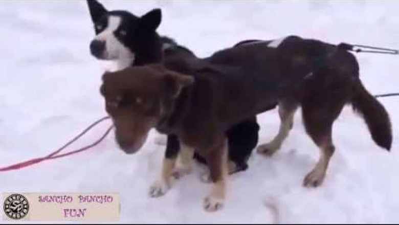 Почти как люди