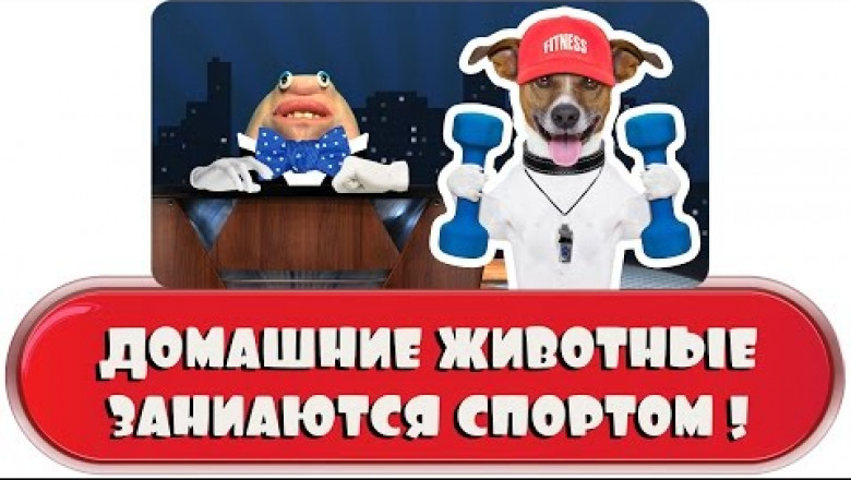 Спорт для домашних животных