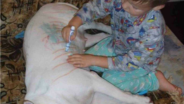 Творчество детей на животных