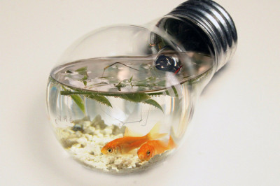 Аквариум и его отсутствие