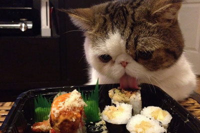 Коты снимают пробу с блюд