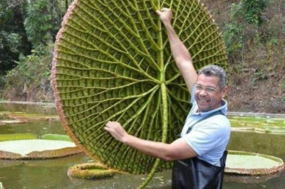 Размер и форма имеют значение