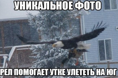 Орел помогает утке улететь в теплые края
