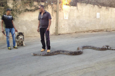 Прогулка с домашними питомцами